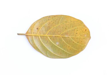 Bu yakın çekim sarı renkli bir meyve yaprağının hassas damarlarını ve dokusunu gösteriyor. Görüntü, doğanın döngüsünü ve beyaza karşı karmaşık detayları yakalar..