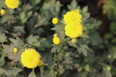Doğanın özünü yakalar, yeşilliklerle çevrili parlak sarı kasımpatı çiçeklerine odaklanır, çiçeklerin güzelliğini ve tazeliğini ön plana çıkarır..