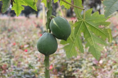 Bu göz hizasında iki olgunlaşmamış yeşil papaya canlı yeşil yaprakların arasında sallanıyor, çeşitli yeşilliklerin bulanık arka planına ve doğal ışıktaki pembelere karşı..