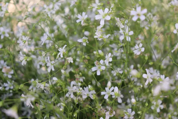 Yakın çekim sergilenen yoğun küçük, narin beyaz çingene çiçekleri ince yeşil saplar ve tomurcuklar ile karıştırılarak yumuşak, bulanık doğal bir zemin oluşturur..