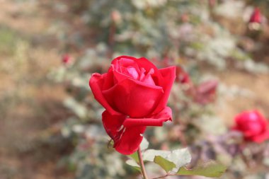 Büyüleyici bir yakın plan, gülün narin taç yapraklarını ve canlı rengini gösterir. Bulanık arka planla güzel bir tezat oluşturur. Yumuşak, romantik bir bahçe sahnesi yaratır..