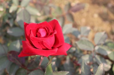Güzel bir yakın plan fotoğrafı, tek bir kırmızı gül yakalar, kadife yapraklarla kaplı, bulanık yeşil yaprakların arasında, görsel derinlik ve kontrastlık yaratır..