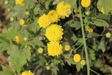 Yakından bakınca, yemyeşil yaprakların arasında büyüyen parlak sarı kasımpatıların güzelliğini yakalıyor. Görüntü, doğanın canlı renklerini ve gün ışığında hassas ayrıntılarını vurgular..