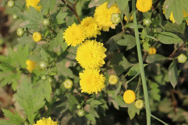 Yakından bakınca, yemyeşil yaprakların arasında büyüyen parlak sarı kasımpatıların güzelliğini yakalıyor. Görüntü, doğanın canlı renklerini ve gün ışığında hassas ayrıntılarını vurgular..