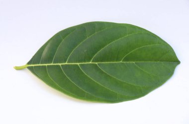 El değmemiş beyaz bir arkaplana karşı sergilenen taze, canlı bir meyve yaprağı yakalar. Ayrı damarları dokuyu ekler, doğanın güzelliğini vurgular ve tasarımlar için karmaşık detaylar verir..