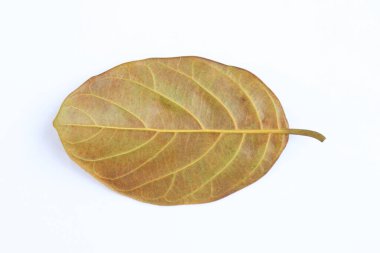 Ayrıntılı havalandırmalı bir oval yaprak sergilenirken izole edilmiş bir stüdyo fotoğrafı. Yeşil ve kahverengi bir karışım sergileyen yaprak, pürüzsüz, parlak beyaz bir zemin üzerine kuruludur..