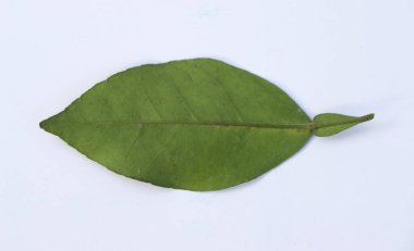 Bu yalıtılmış çekim, belirgin damarları ve küçük bir gövdesi olan yeşil narenciye yaprağını içerir. Yaprak parlak beyaz bir yüzeye yaslanmış, doğal detaylarını vurguluyor..