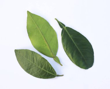 Yukarıdan aşağıya doğru çekilen üç canlı yeşil kaffir limon yaprağı titizlikle saf beyaz bir arkaplanda doğal dokularını ve formlarını sergileyerek düzenlenir..