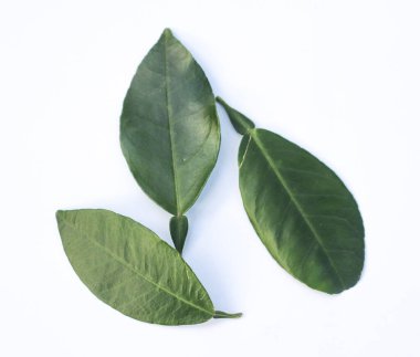 Küçük saplı üç hafif desenli kaffir limon yaprağı, detaylarını ve yemyeşil rengini gösteren düz beyaz bir arka planda yakın bir şekilde sıralanır..