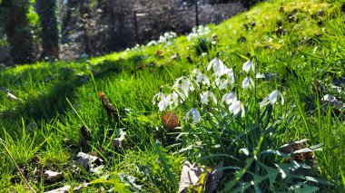 Güzel ilkbahar çiçekleri, beyaz kar damlaları gün ışığında
