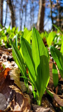 Güneşli bir günde bahar ormanında yabani sarımsak. Almanya 'nın ormanları. Orman yemeği.