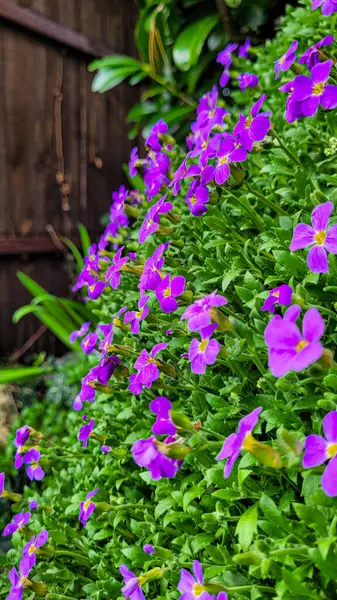 Mor kaya teresi çiçekleri Aubrieta deltoidea