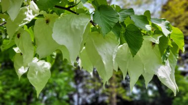 Güvercin ağacı çiçekleri. Hofgarten Innsbruck, Avusturya 'daki Mendil Ağacı