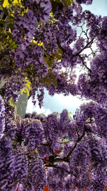 Gökyüzünün arka planında Wisteria 'nın güzel mor çiçekleri