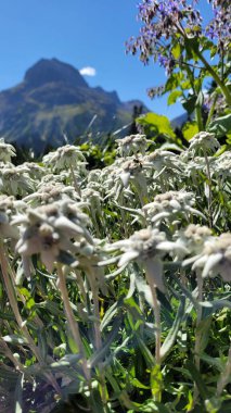 Very rare Edelweiss. Rare and protected wildflowers Leontopodium Alpinum, which grows high up in Austria in a natural environment in the mountains clipart