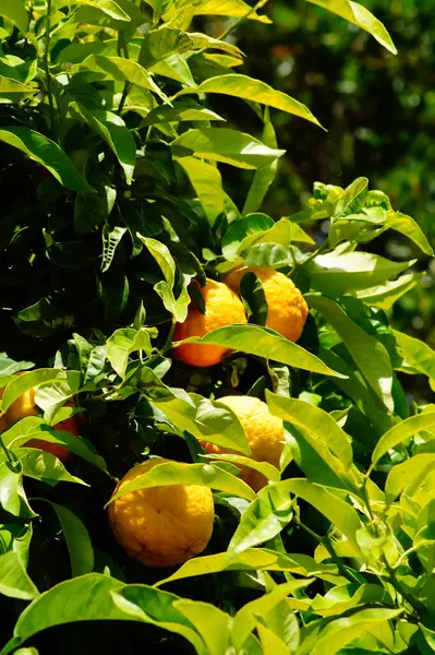Olgun sarı beş limon yeşil yaprakların arasında bir ağaçta yetişiyor. Sarı limonlar güneş ışığında ağaçta