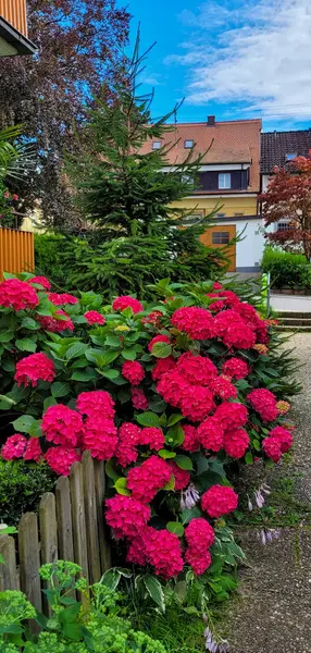 Güzel, koyu pembe ortanca çiçekleri bir apartmanın yakınında. Peyzaj tasarımında ortanca.