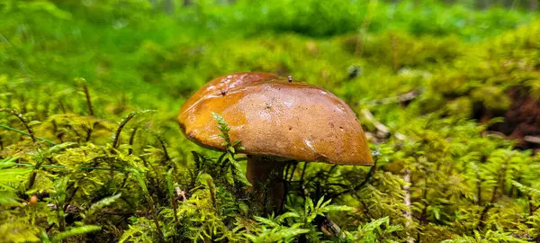 stock image Beautiful edible pored mushroom Imleria badia from the Boletaceae family grows in the forest among the green moss in Black Forest