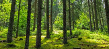 Yeşil yosunlu çam ve orman zemininde güneş ışığı. Kara Orman, Schwarzwald.