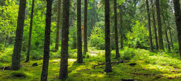 Pine with green moss and sunbeam on the forest floor. Black forest, Schwarzwald.