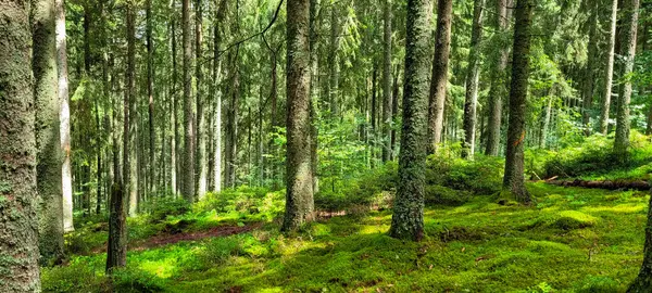 Schwarzwald Kara Orman 'ında yüksek çam ağaçları sıkıca büyür. Yeşil yosun ve güneş ışığı orman zemininde.