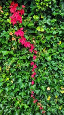 Yeşil sarmaşık yapraklarında Virginia Creeper Parthenocissus. Doğal uyum.