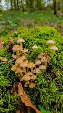 Ormanda yenebilir mantarlar, yeşil yosunların üzerinde büyüyen iki kapnoidler.