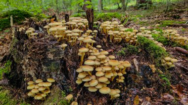 Beautiful forest edible mushrooms Hypholoma capnoides grow in the forest on a on an old stump with green moss clipart