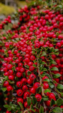 Bonsai outdoors. The branch of the Cotoneaster with red berries and green leaves. Lifestyle clipart