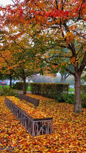 Sonbahar parkının manzarası. Yerde parlak bir yaprak var. Ağaçların altında sarı, kırmızı ve turuncu yapraklarla kaplı bir bank var. Instaphoto.