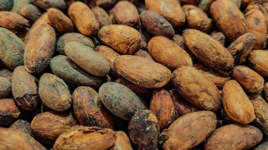 Biyolojik kakao çekirdeğinin arka planı, kakao veya çikolata üretimi için hammaddeler. Kakao çekirdekleri - üretime hazır.