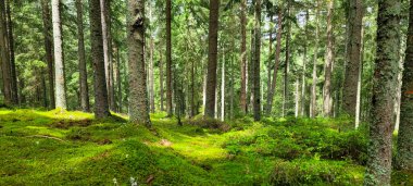 Yeşil yosun ve güneş ışığıyla güzel bir çam ve köknar ormanı. Kara Orman, Schwarzwald, Güney Almanya