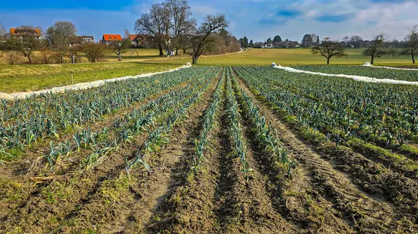 Pırasa tarlası. Kışın tarım işindeyim. Arka planda ağaçlar, tarlalar ve köyler var. Pırasa yetiştirmek. Güney Almanya, Baden-Wuerttemberg