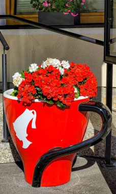 Very beautiful red and white geranium flowers grow in a big pot in the form of a branded red coffee cup Julius Meinl. Geranium in landscape design. August 13, 2022. Tyrol, Austria.