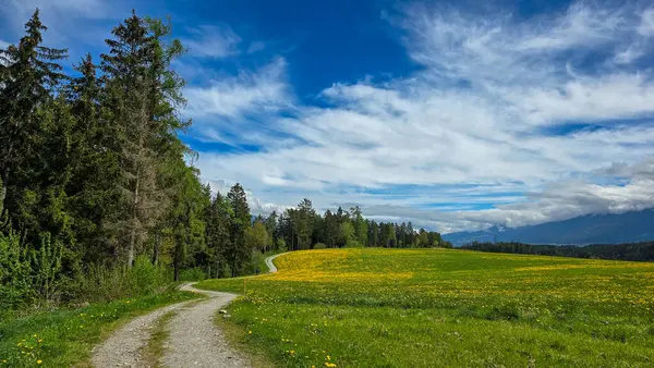 Dar toprak alp yolu ve çayır manzarası, tamamen sarı karahindiba ile kaplı. Arka planda - orman, dağlar ve beyaz bulutlu mavi gökyüzü.