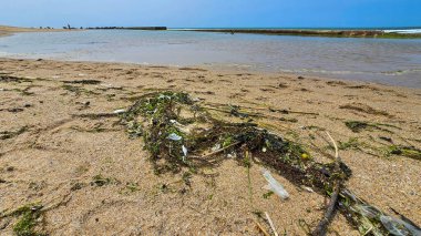 Plastik kirlilik ve yeşil algler okyanusun ya da deniz sahilinin ıslak kumlarında. Çevreye karşı sorumsuz bir tutum. Okyanusların ve denizlerin kirliliği.