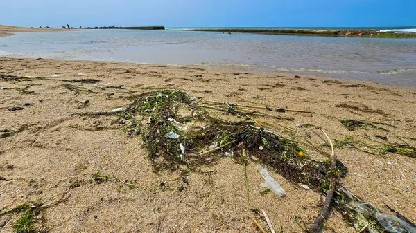 Plastik kirlilik ve yeşil algler okyanusun ya da deniz sahilinin ıslak kumlarında. Çevreye karşı sorumsuz bir tutum. Okyanusların ve denizlerin kirliliği.