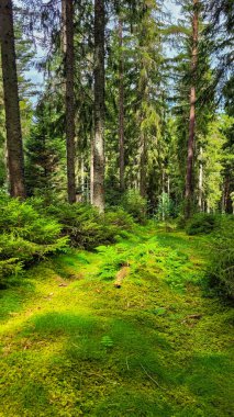Orman zemininde yeşil yosun ve güneş ışığı olan çam ve köknar ormanı. Kara Orman, Schwarzwald, Güney Almanya. Dikey biçim.