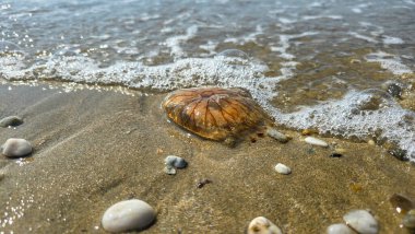 Pusula denizanası, deniz dalgasının yanındaki ıslak kumsalda.