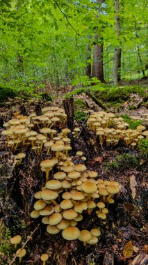 Bir grup yenilebilir orman mantarı. Ormanda eski bir kütüğün üzerinde büyüyen Holoma kapnoidleri.