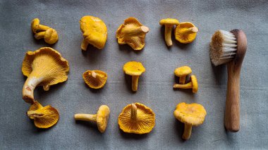 Bir grup yenilebilir mantar Altın kantar ve temizlik için küçük bir fırça gri kadife üzerinde bulunur.