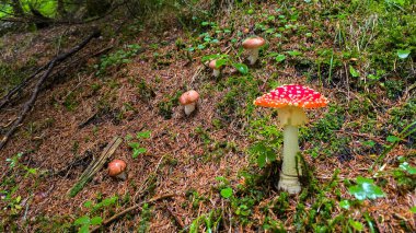 Amanita mantarı, ormanda yenebilir gibi görünen mantarların yanında kırmızı başlıklı ve beyaz benekli. Tehlikeli zehirli bir mantar..