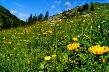 Güneşli bir günde kır çiçekleriyle dağlık çayır manzarası