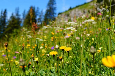 Güneşli bir günde kır çiçekleriyle renkli bir dağlık çayır. Seçici odak