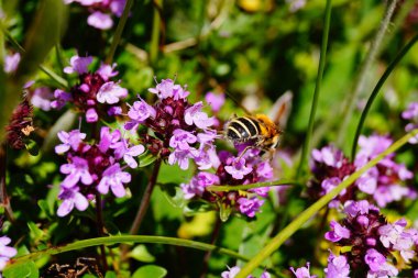Arı dağ kekiğinin mor çiçeklerinden polen toplar. Seçici odak