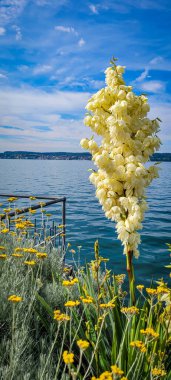 Beyaz yukka köri bitkisinin yanında açar ve gölün veya nehrin arka planında sarı çiçekler vardır.