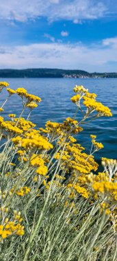 Köri bitkisinin arka planında sarı çiçekler olan gölün veya nehrin ve beyaz bulutlu mavi gökyüzünün yan görüntüsü.