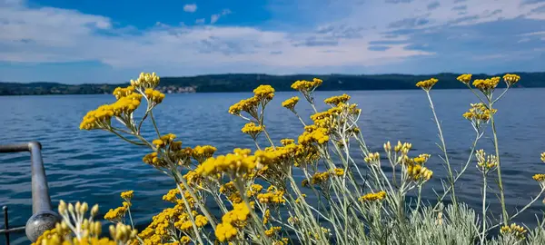 Bir gölün veya nehrin arka planında sarı çiçekli köri bitkisinin manzarası ve beyaz bulutlu mavi gökyüzü