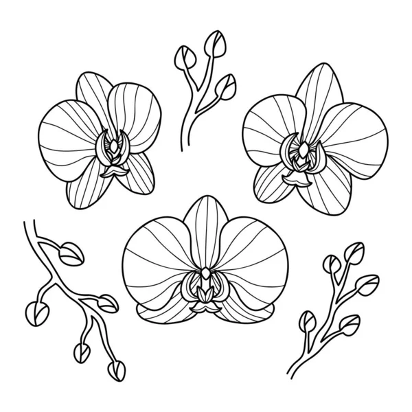 Hand drawn orchid flowers on white background. Line art. Outline exotic flower. Simple drawing. Black and white vector illustration.