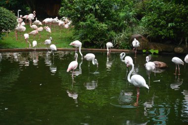 TSIM SHA TSUI, HK - 28 Mayıs - Flamingolar 28 Mayıs 2024 tarihinde Tsim Sha Tsui, Hong Kong 'da Kowloon parkında. Kowloon Park, Tsim Sha Tsui, Kowloon, Hong Kong 'da büyük bir parktır..